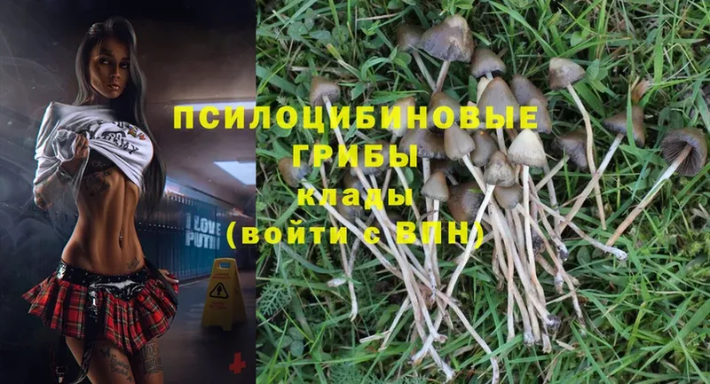 Псилоцибиновые грибы MAGIC MUSHROOMS  Каменногорск 