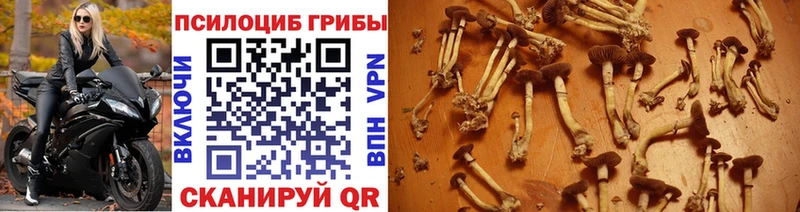 darknet клад  Каменногорск  Галлюциногенные грибы Psilocybine cubensis  магазин  наркотиков 